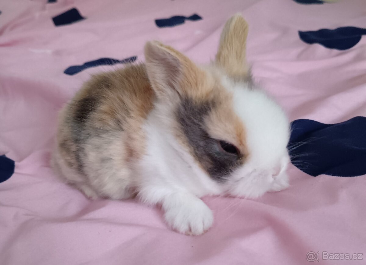 Zakrslý králík - 9