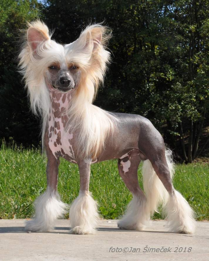Čínský Chocholatý pes. Pejsek naháč s PP - 9