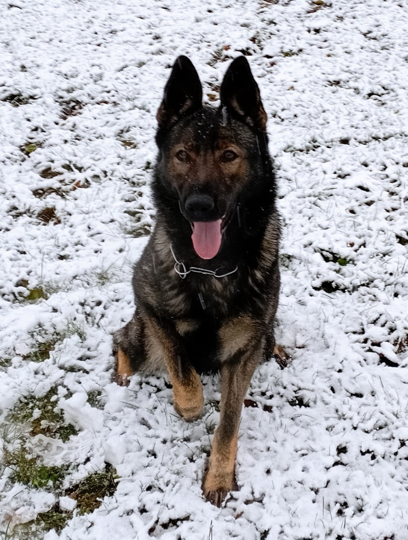 Německý ovčák štěnata s PP - 9