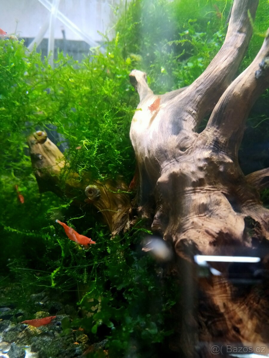 Prodej krevetek a doplňků - 9