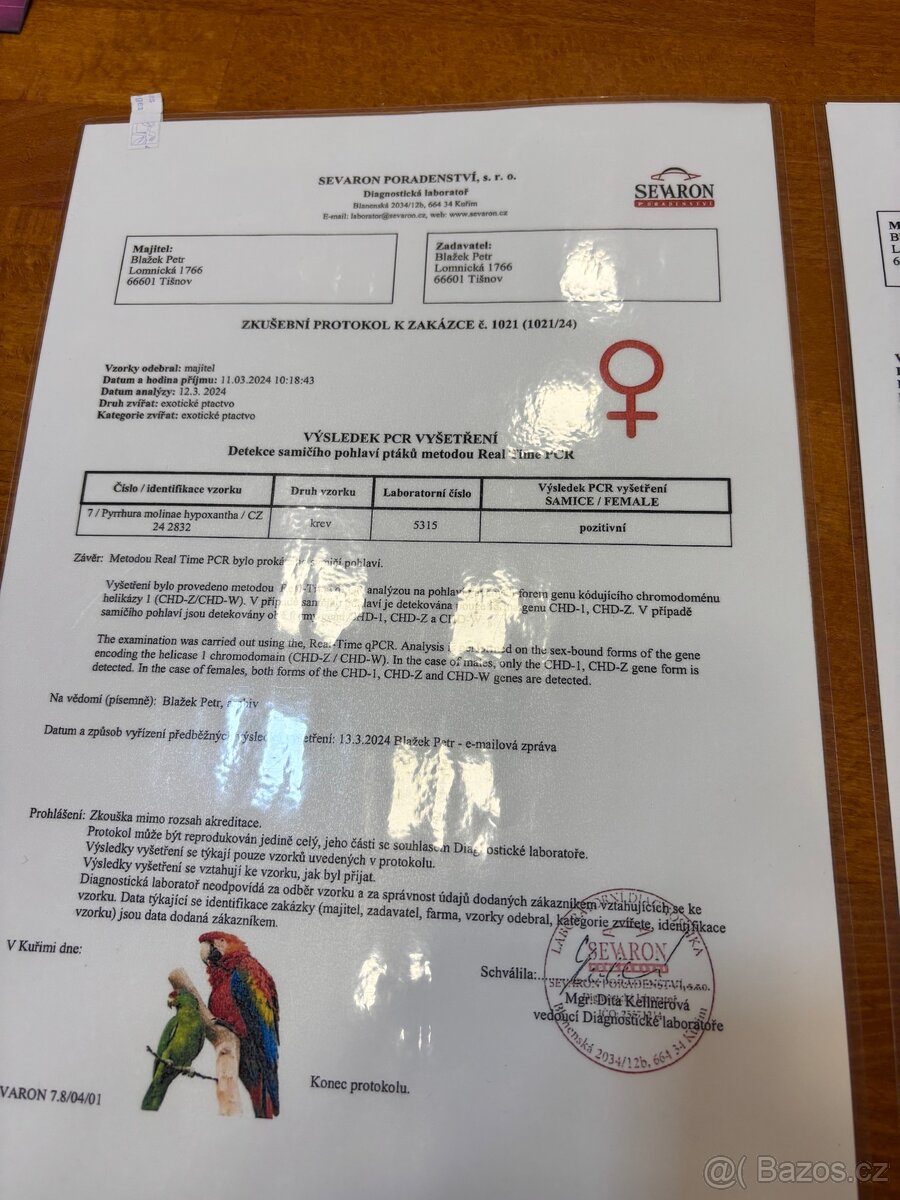 Pár pyrur zelenolicí tyrkys - 9