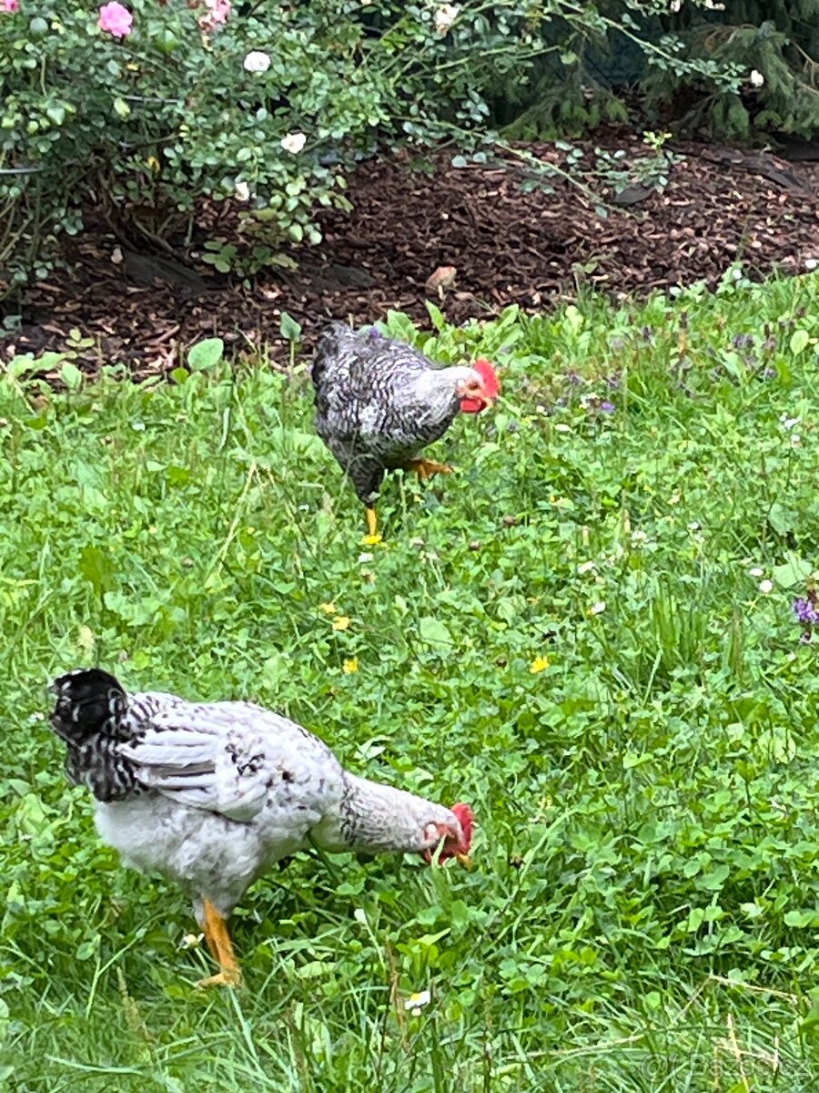 Prodej bio vajec - 9