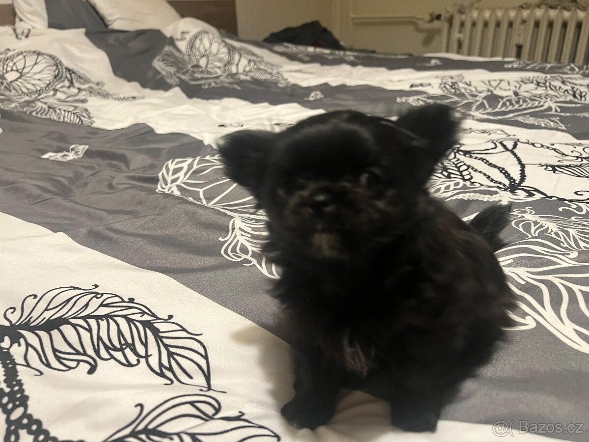 Čivava štěně - 9