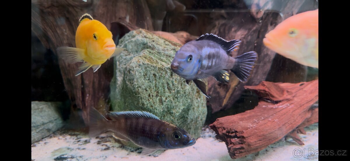 Africké cichlidy, axolotly - 9