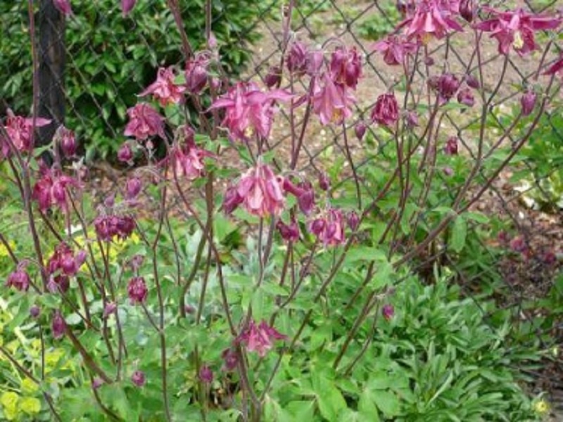 TRVALKY, SKALNIČKY, BYLINKY - 9