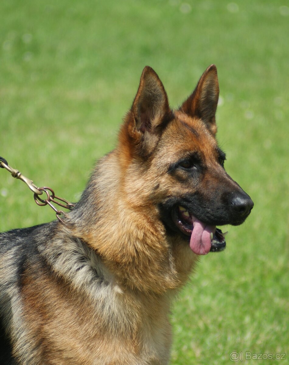 NEMECKY OVCZAK REX - 9