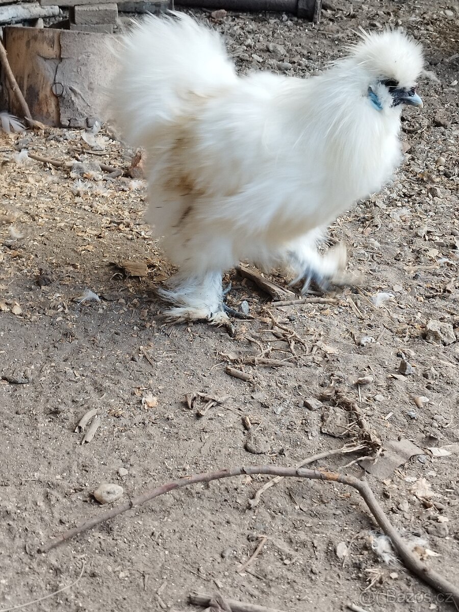 Kohout Hedvábnička vousatá - 9