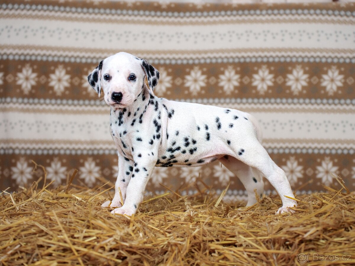 Prodej štěňátek - Dalmatin - 9