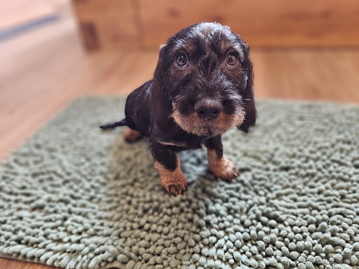 Jezevčík drsnosrstý standard POSLEDNÍ VOLNÝ PEJSEK - 9