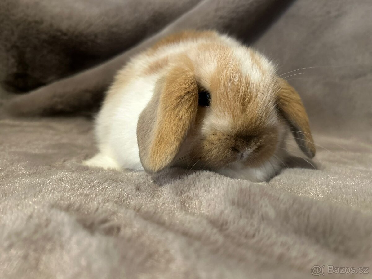 Minilop zakrslý kralíček - 9