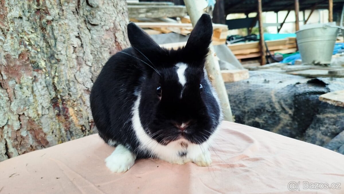 Zakrslý králík - 9