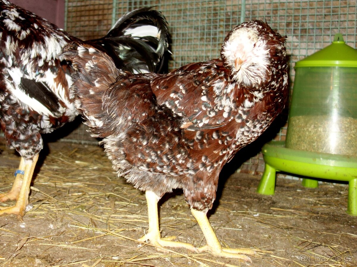 Orlovka pestrá - kmen, slepičky, kuřice - 9