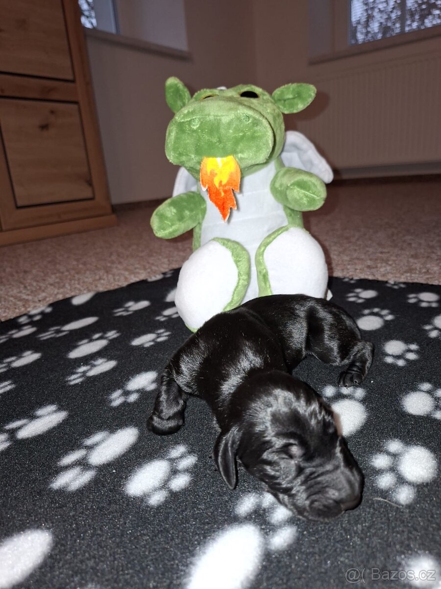 Německý krátkosrstý ohař - 9