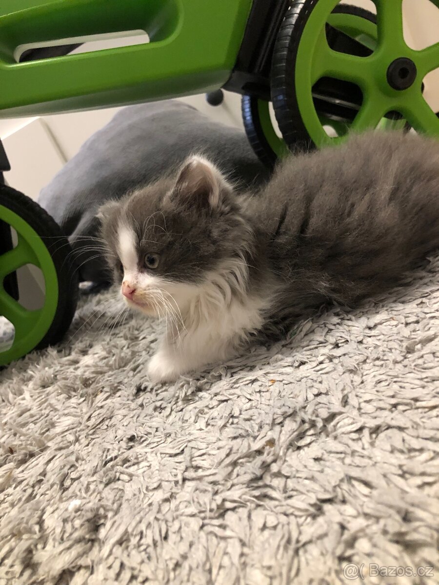 Britská koťata k odběru po rodičích s PP + výbava - 9