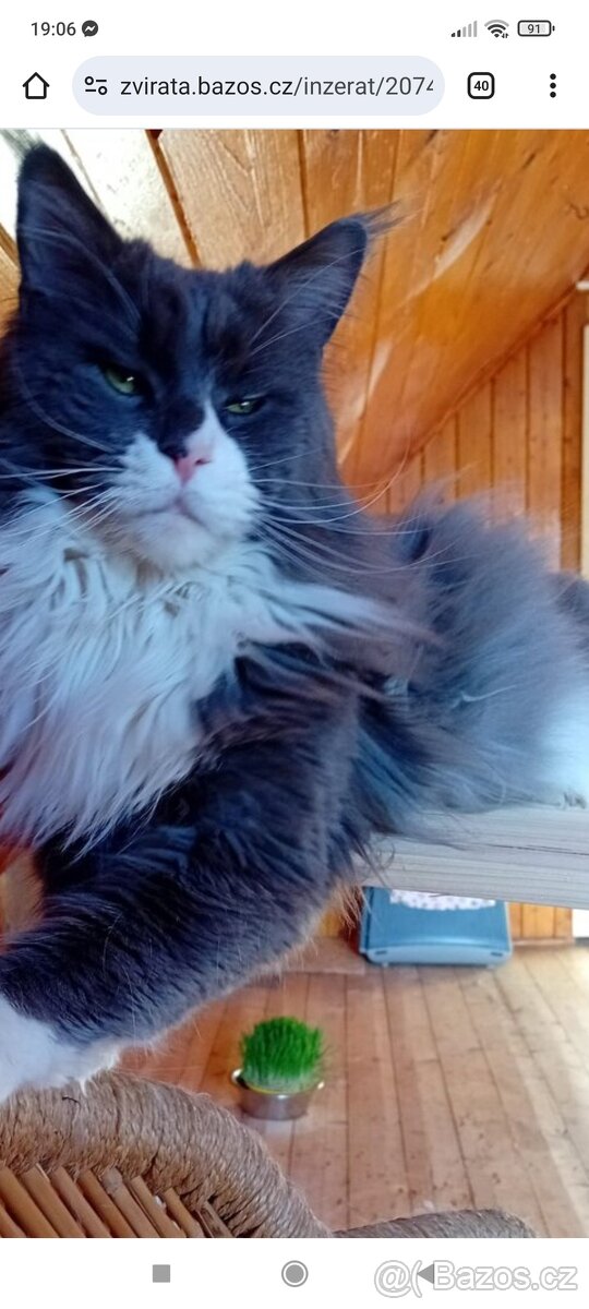 Mainská mývali bez PP - 9