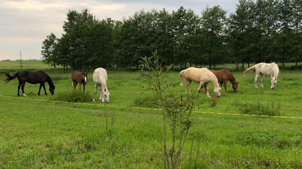 Ustájení koní - 9