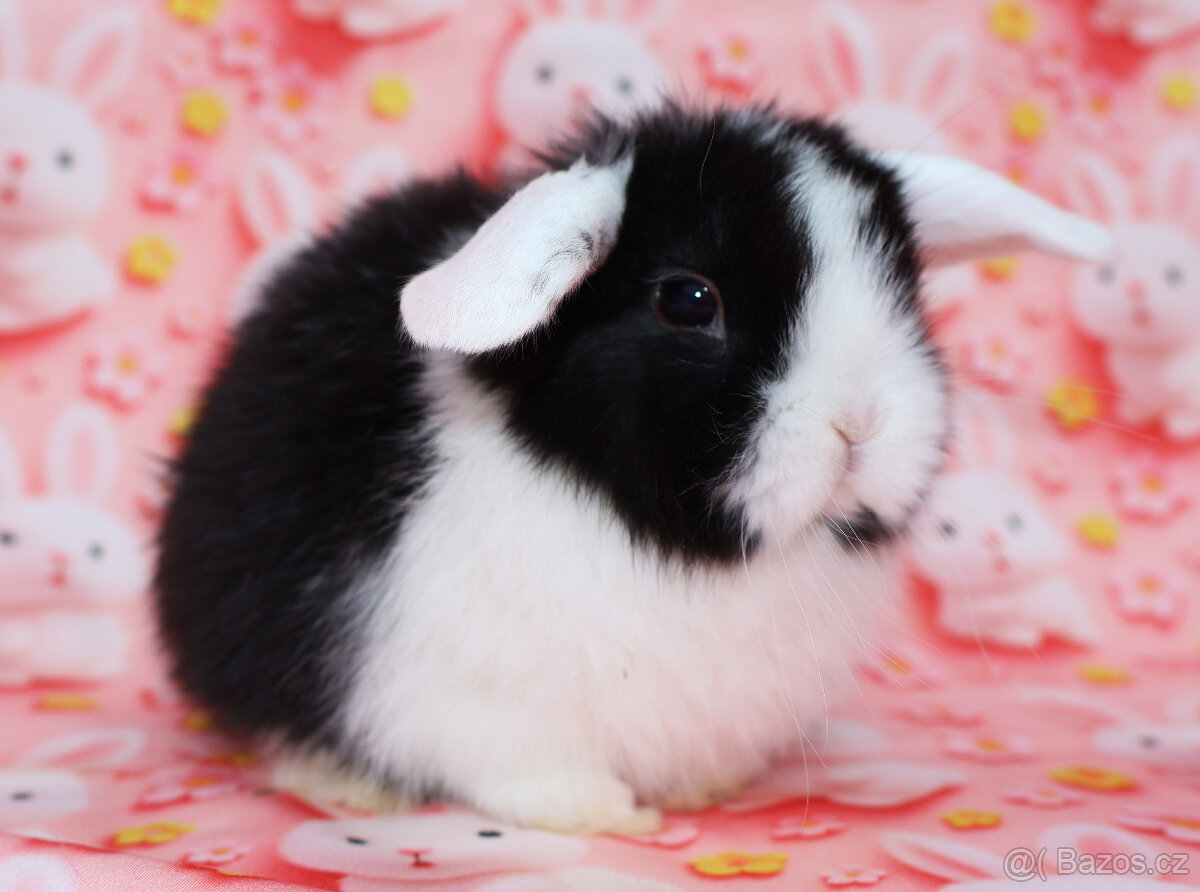 WO Zakrslý beránek s VP , maličká samička - 9