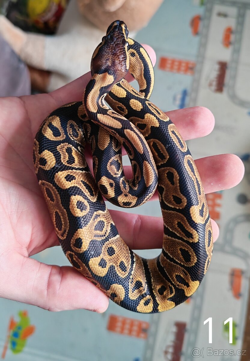 Krajta královská/python regius - 9