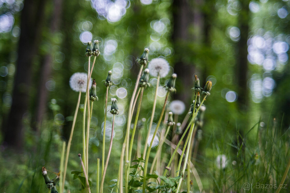 Objektiv Fujinon 55/2.2, m42 závit - 9