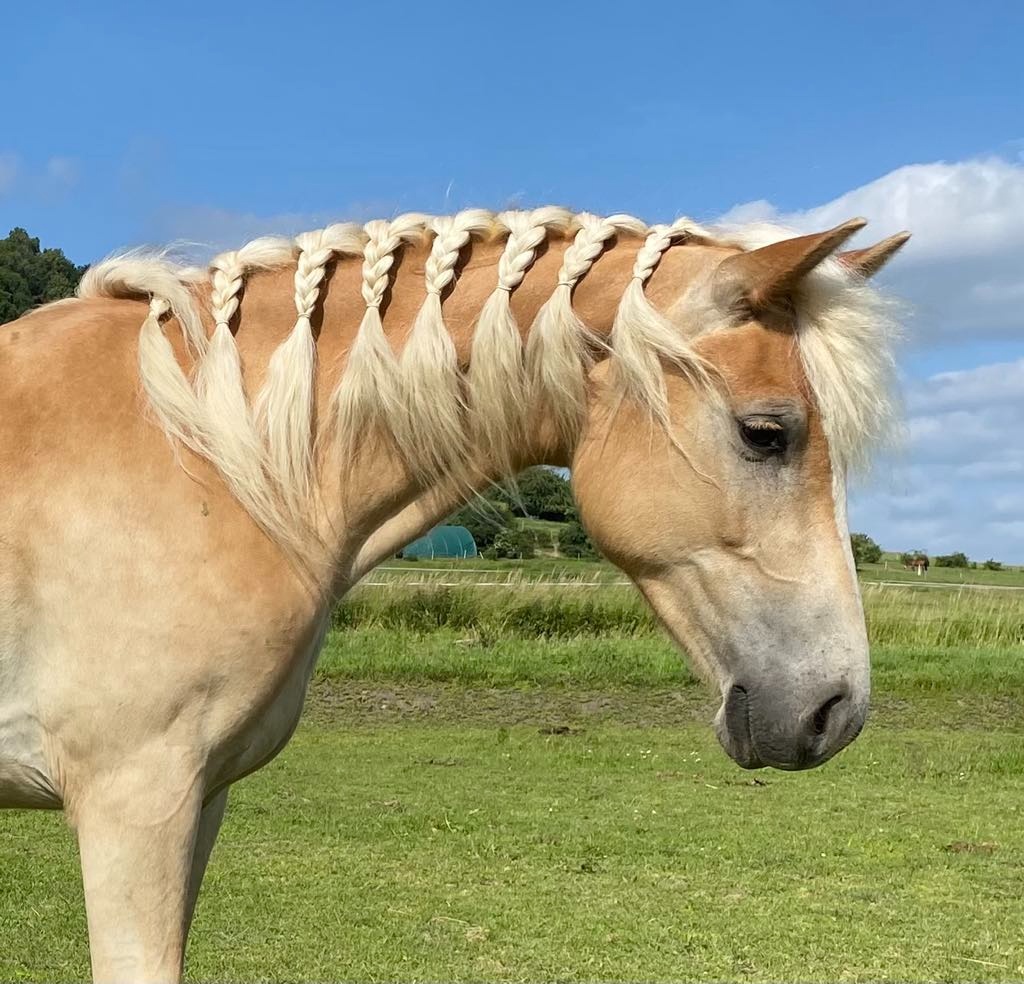 hafling valášek 2,5 roku - 9