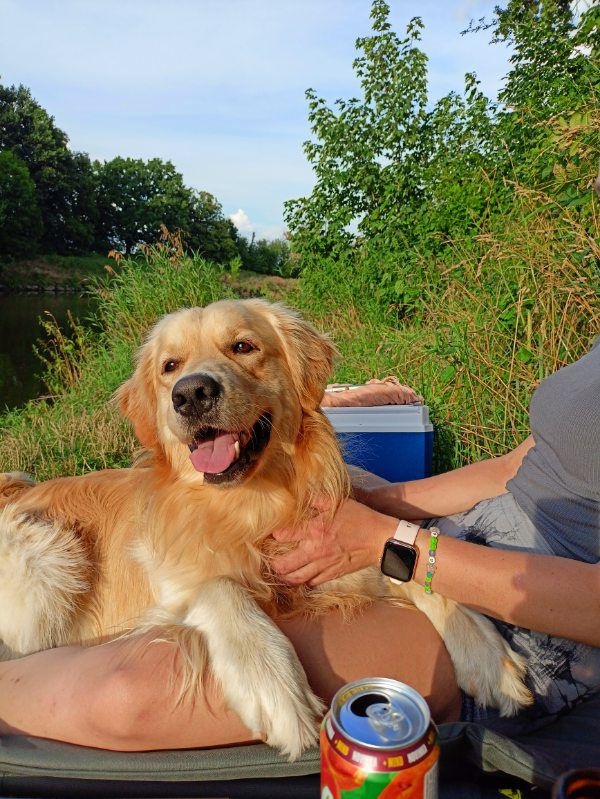 Zlatý retrívr štěňátka 🐶 - 9