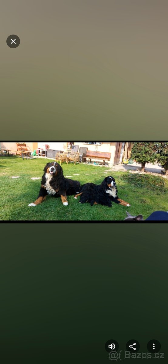 Bernský salašnícky pes šteniatka - 9