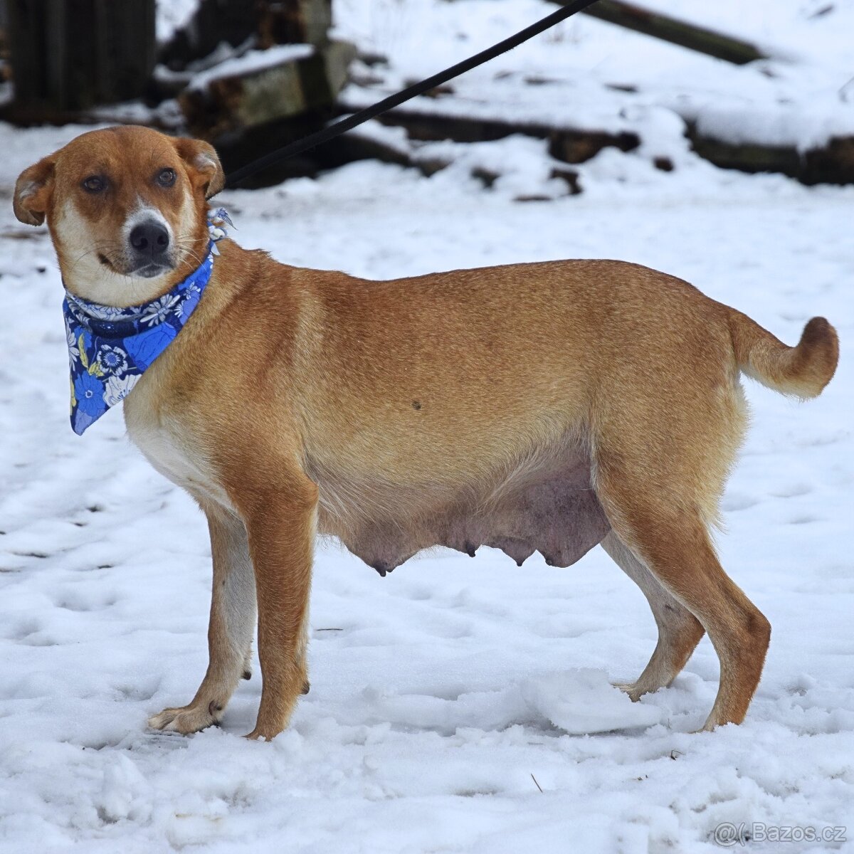 Reica hledá domov - 9