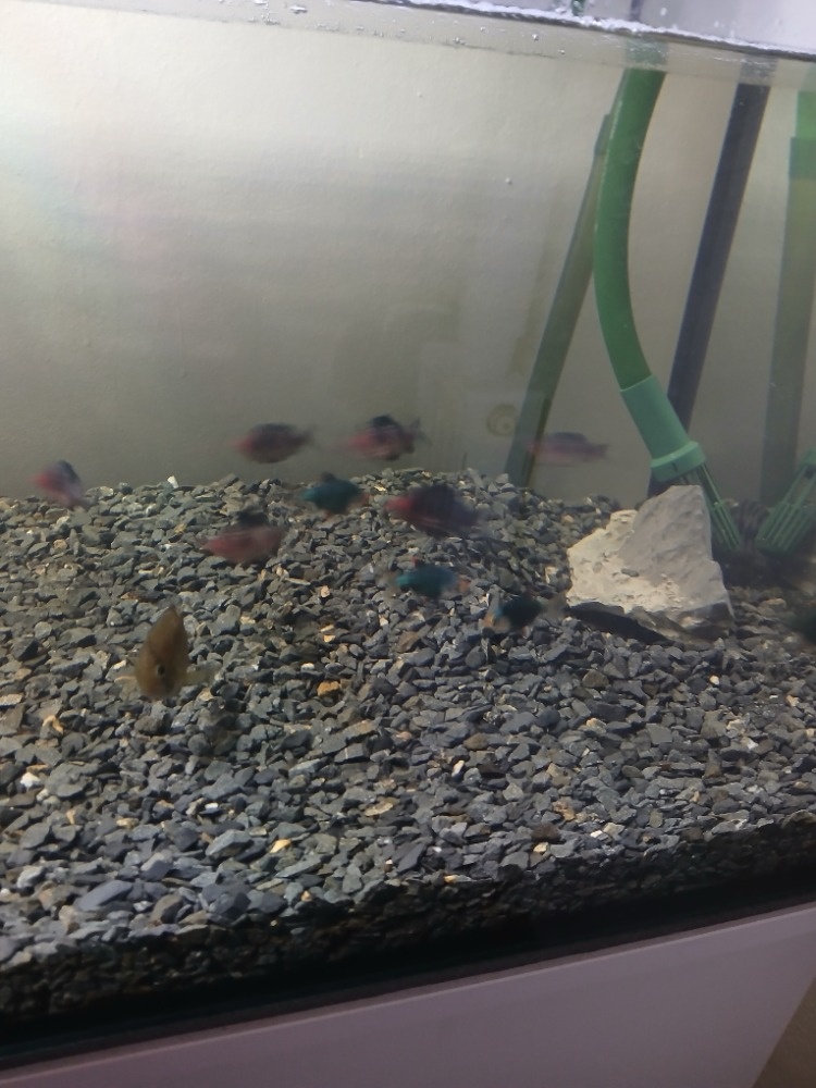 450L akvárium se skříní juwel - 9