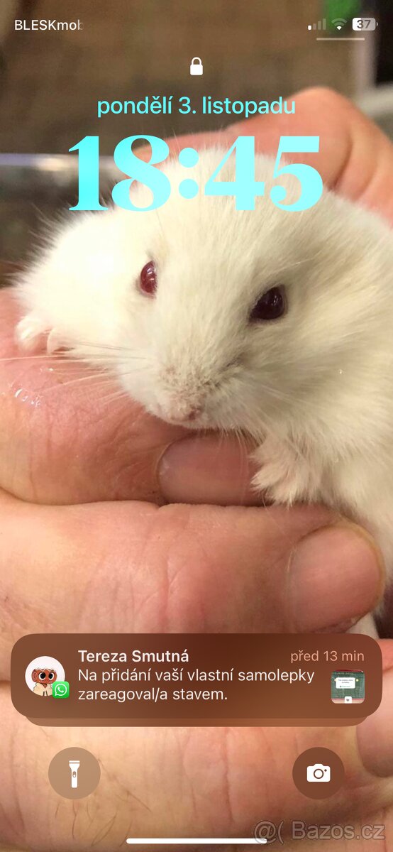 Křeček Syrský nar. 9.2.2026 - 9