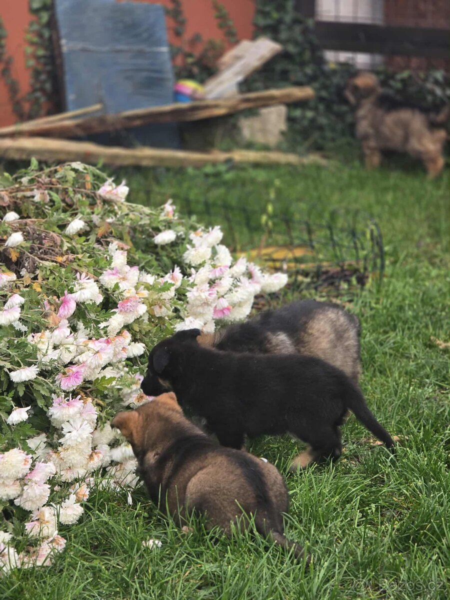 Německý ovčák - 9