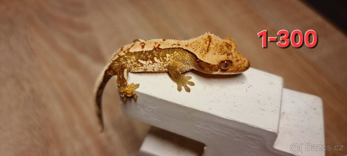 Pagekon řasnatý - 9