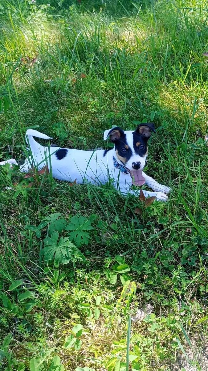 Jack Russell teriér - 9