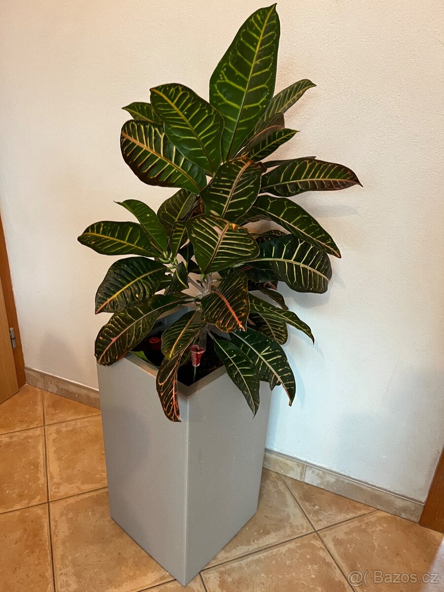 Dva vzrostlé krotony v samozavlažovacích květináčích Lechuza - 9