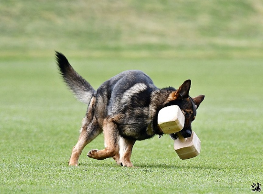 Německý ovčák štěnata s PP - 9