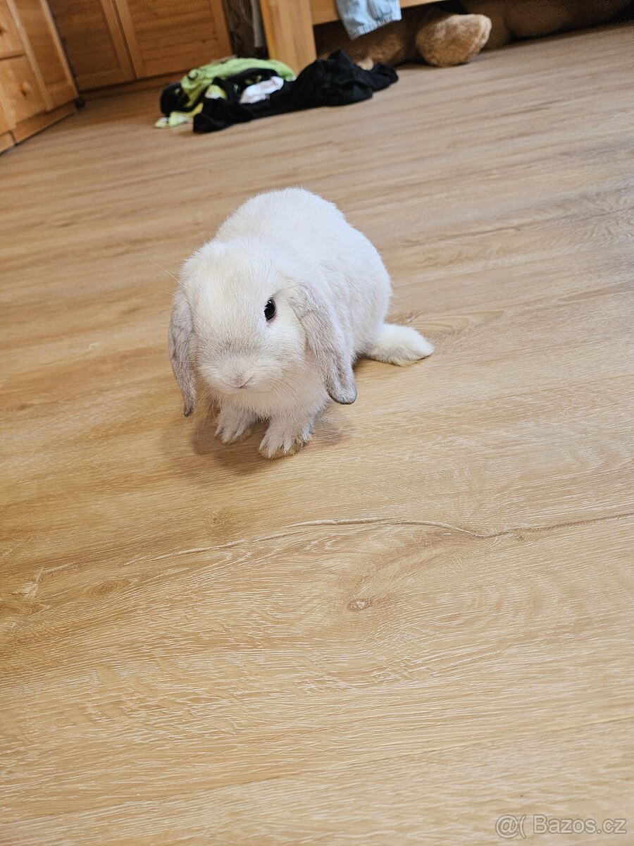 Zakrslý králík - 9