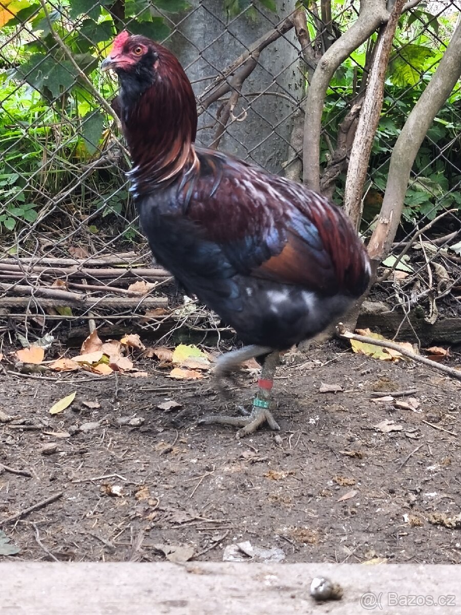 Kohouti - 9