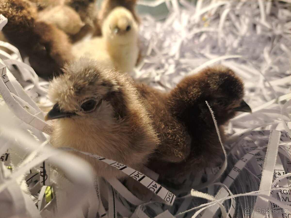 Hedvábnička velka vousatá- kuřata - 9