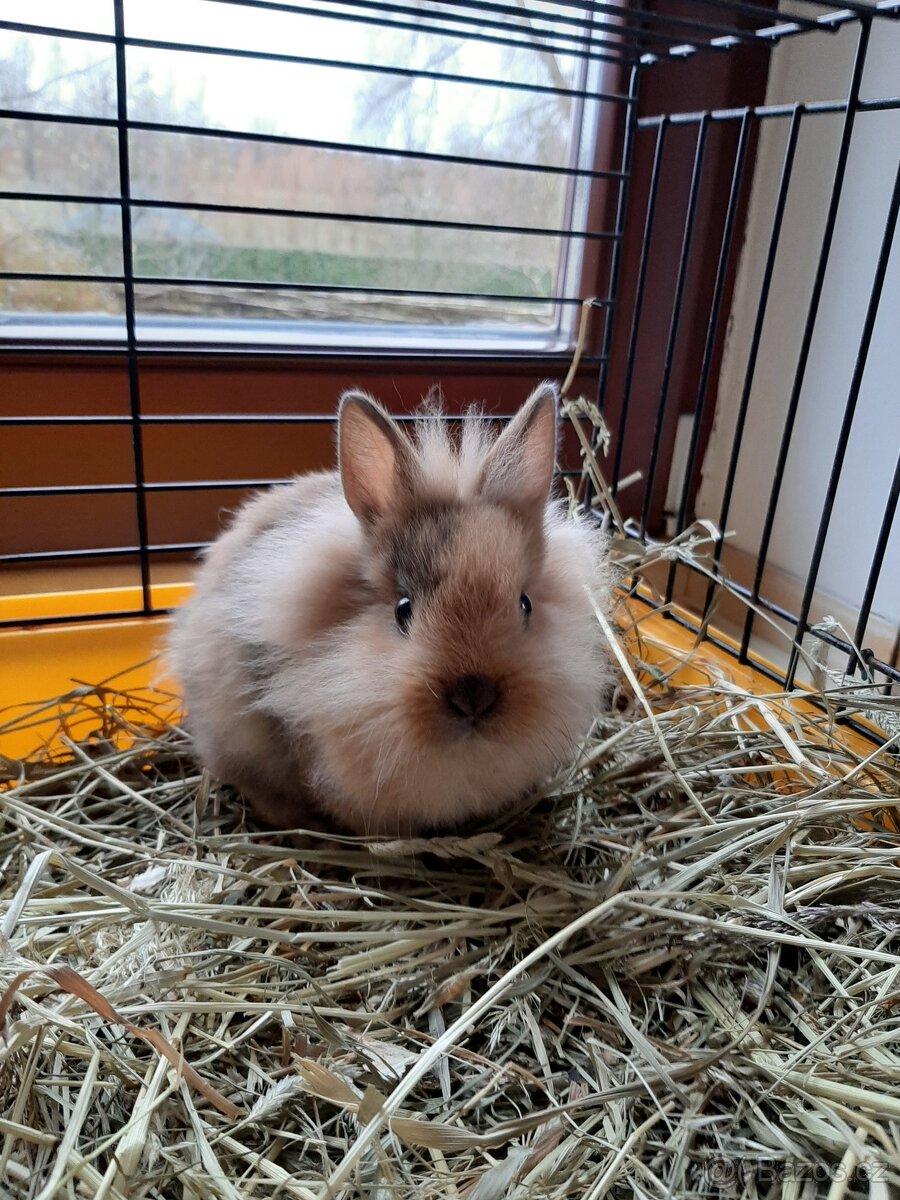 Hlídání zvířat - 9