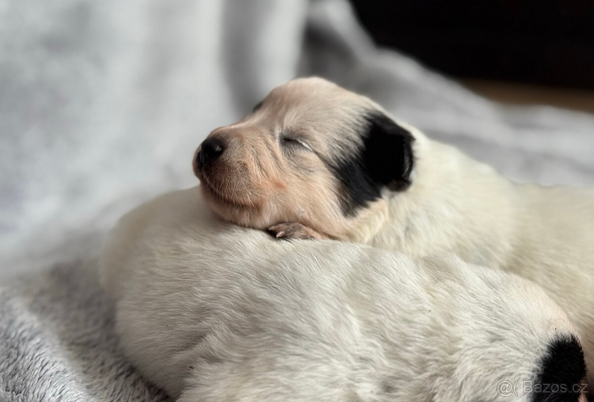 Australský honácký pes s PP - 9