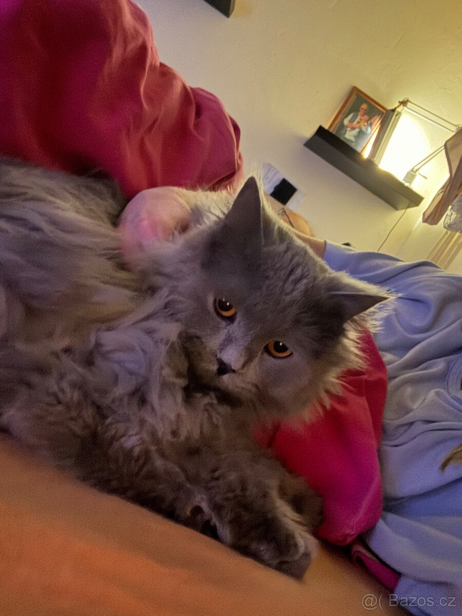 Prodej kocourka.. důvod stěhování - 9