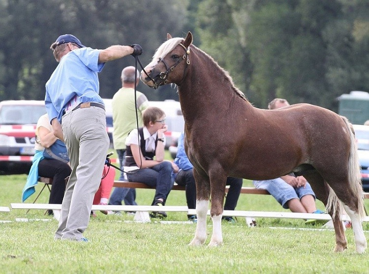 Welsh mountain pony, sekce A - 9