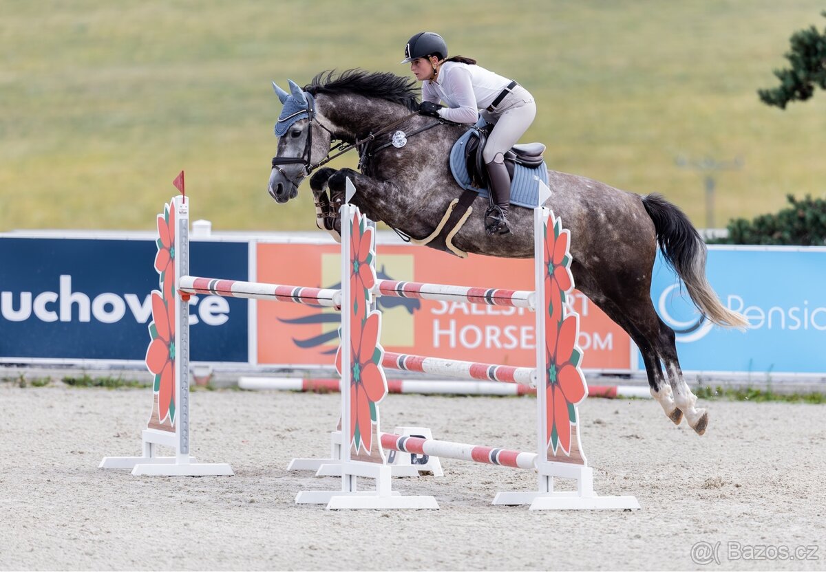 westfalsky valach - 9