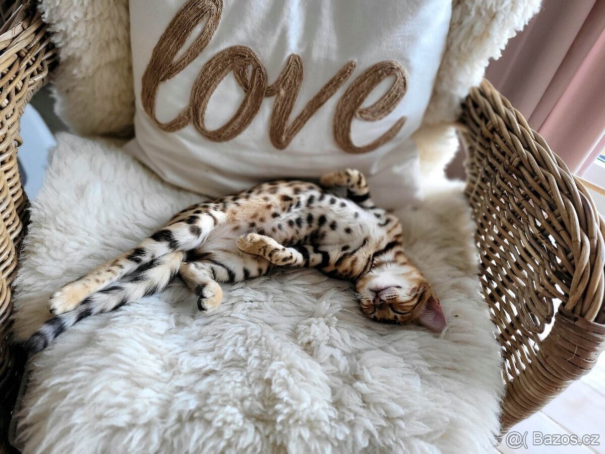 Bengálská kočka s PP - 9