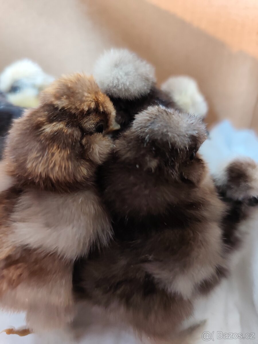 Hedvábnička USA - 9