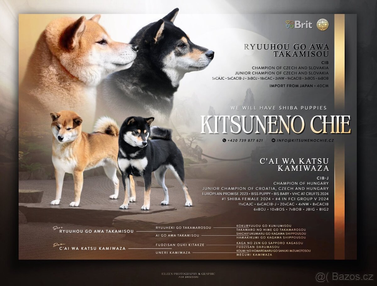 Štěňata Shiba Inu s PP ČMKU/FCI - 9