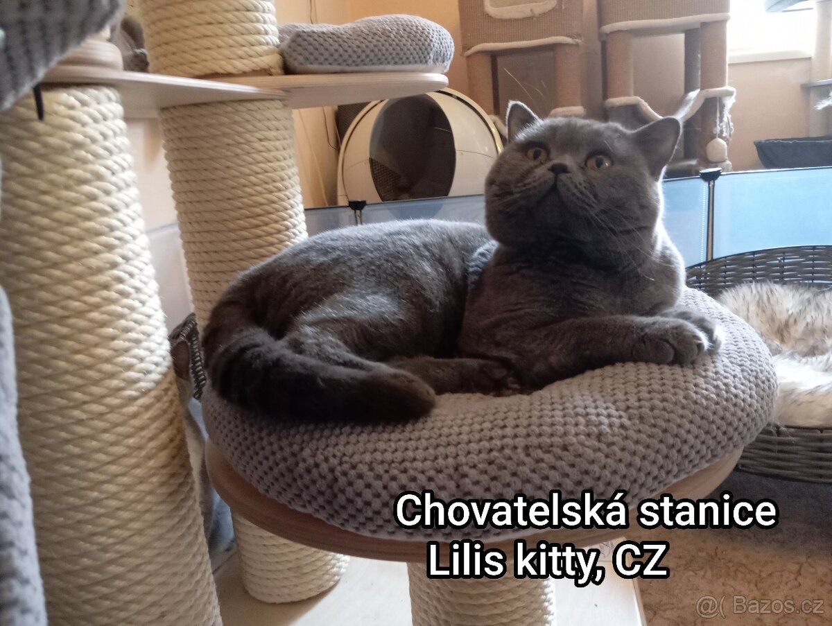 Britská krátkosrstá modrá s PP - 9