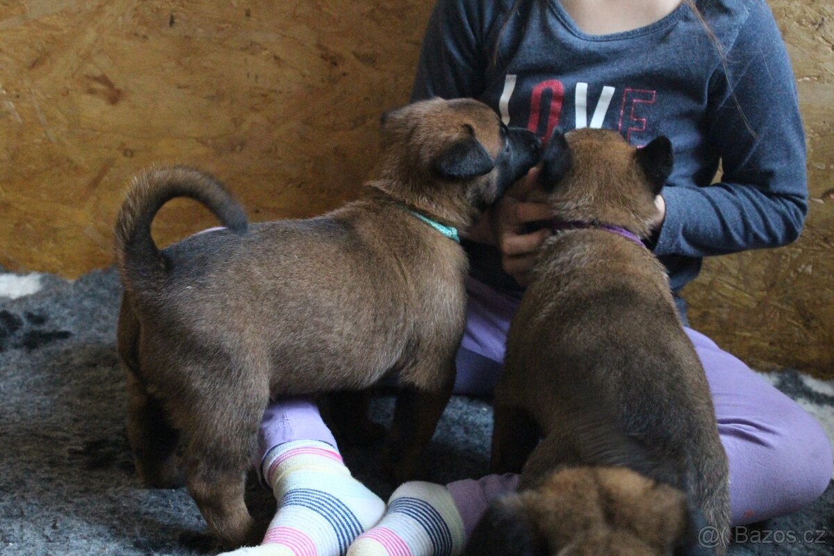 Belgický ovčák malinois s PP - 9