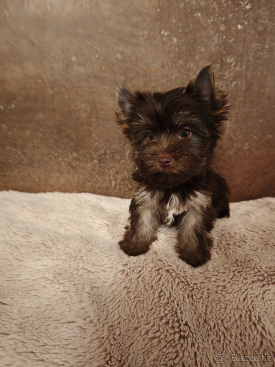 Jorkširský teriér štěňátka s pp - 9
