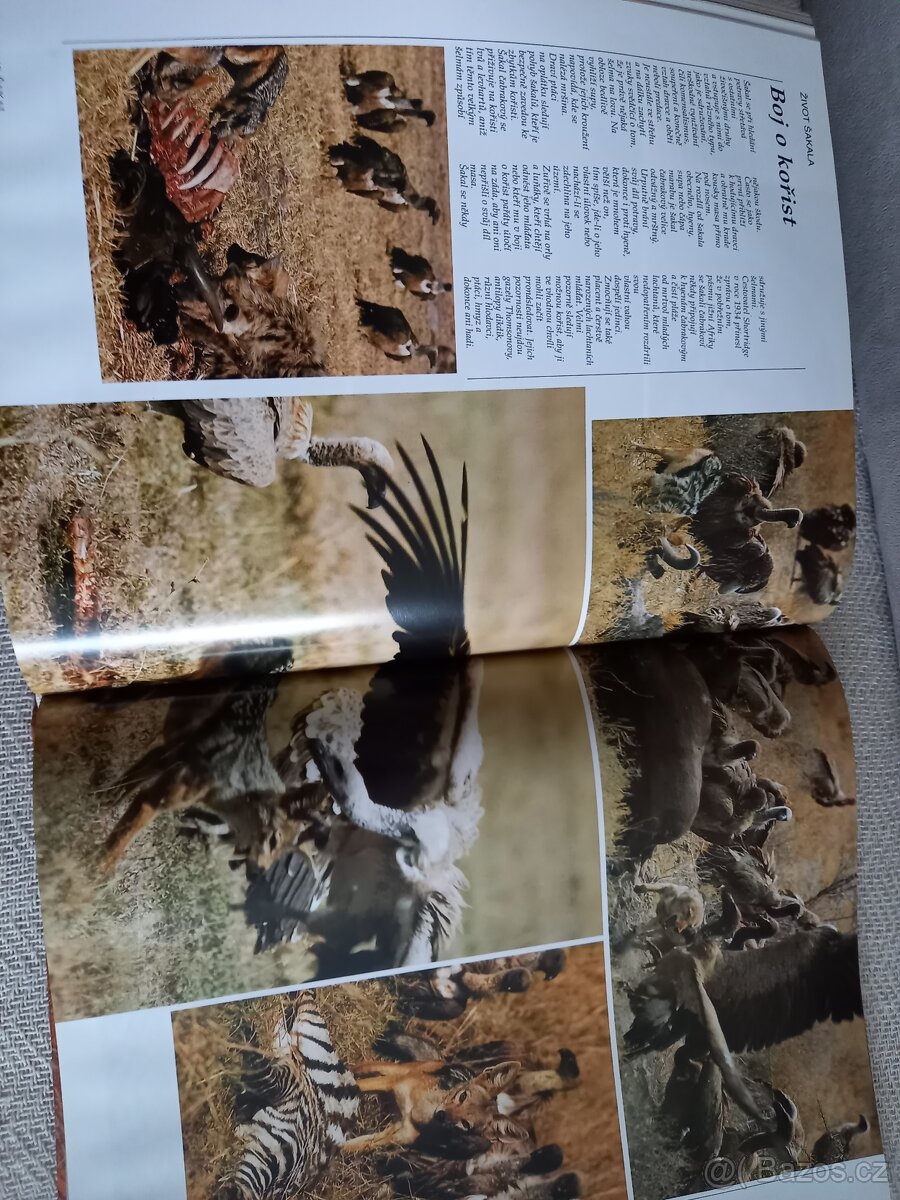 Savana - 9