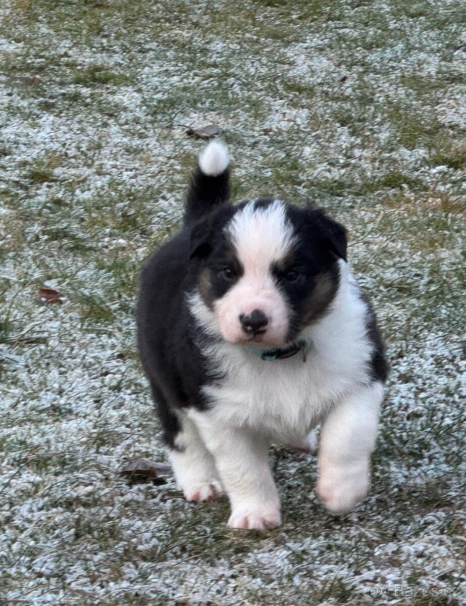 Australský ovčák bez PP REZERVACE - 9